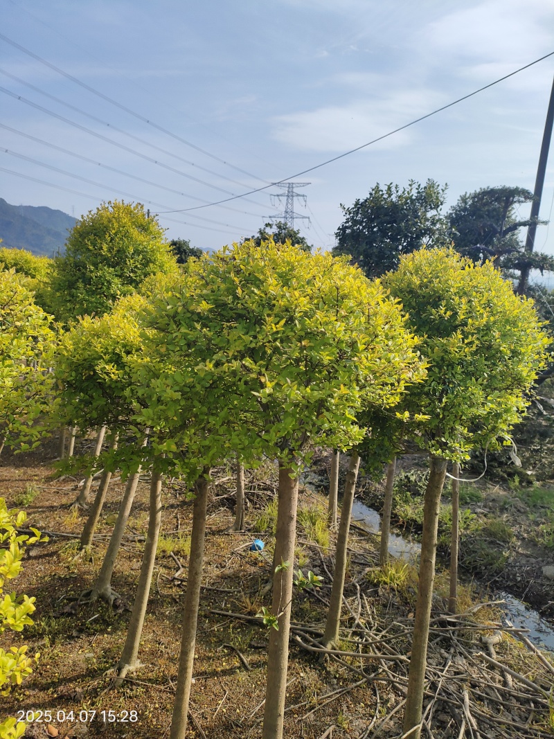 亮晶棒棒糖