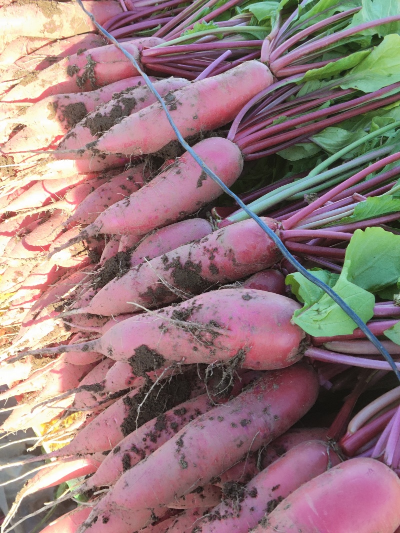 精品红色的萝卜
