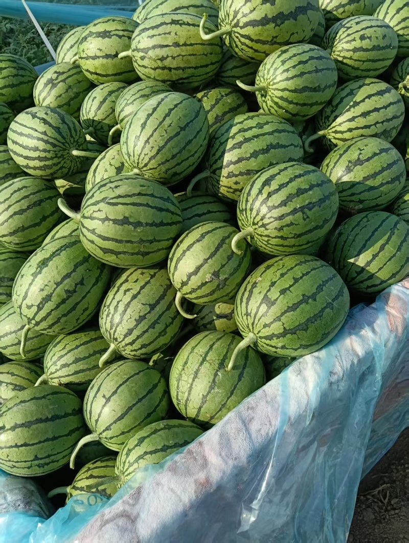 精品早春红玉一手货源沙瓤甜度高汁水足对接全国欢迎选购