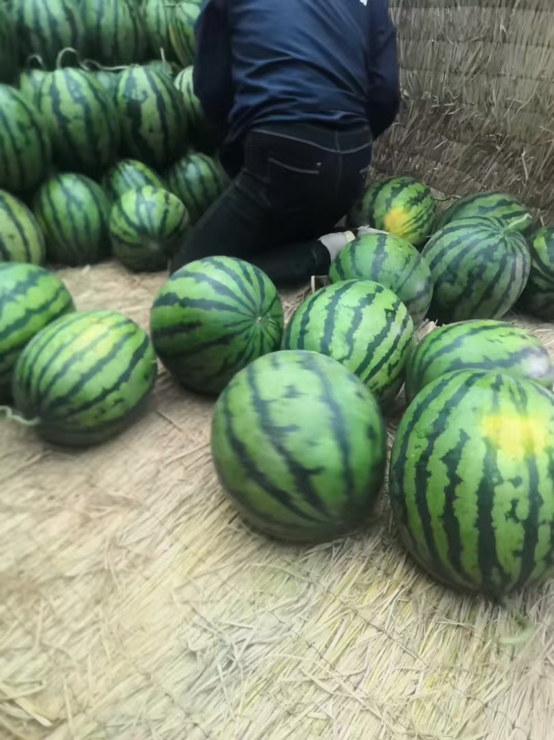 【实力】潍坊青州西瓜，甜王西瓜个头圆，糖分高品质好耐运输
