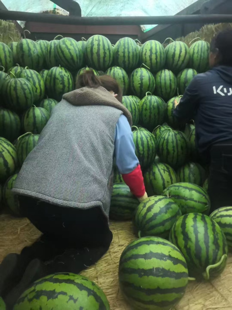 【实力】潍坊青州西瓜，甜王西瓜个头圆，糖分高品质好耐运输