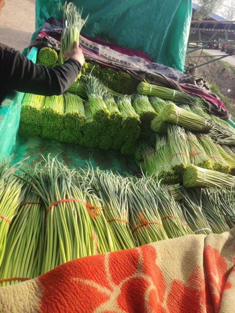 河南红帽蒜苔短苔纯干苔大量对接电商市场加工厂