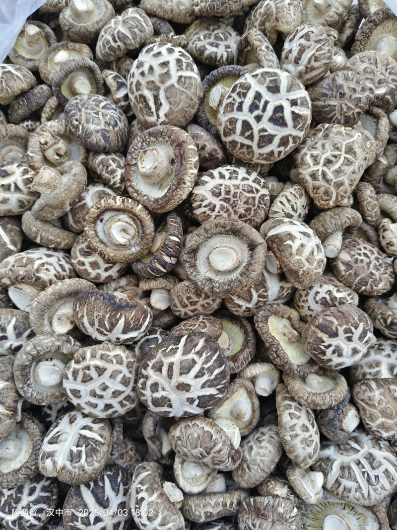 精选剪脚干香菇精品茶花菇白麻花菇肉厚香菇产地批发量大从优