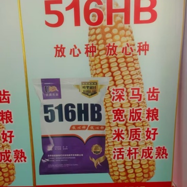 【包邮】辽宁玉米种子早熟存活率高售后有保障