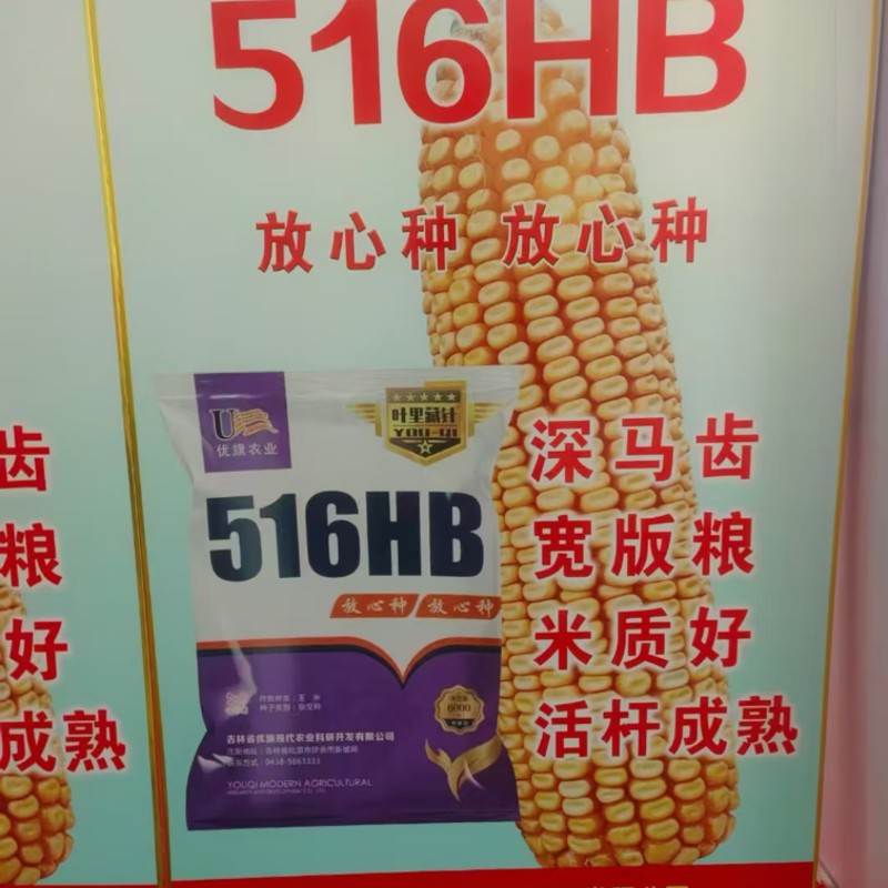 【包邮】辽宁玉米种子早熟存活率高售后有保障