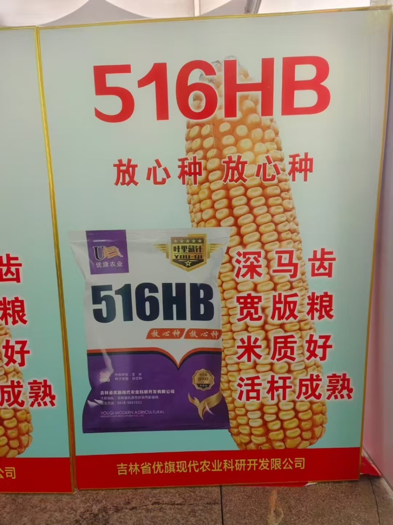 【包邮】辽宁玉米种子早熟存活率高售后有保障