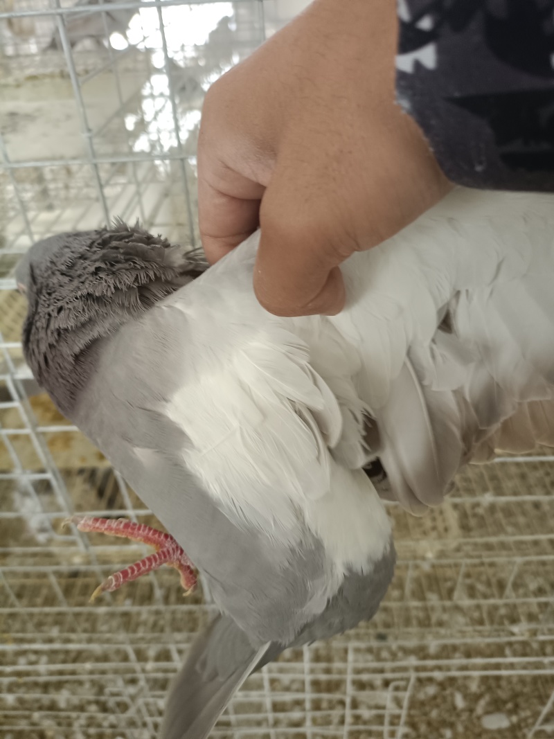 乳鸽银王米码斯