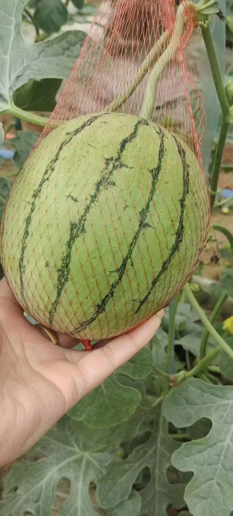 大荔县精品小糖丸上市现摘现发品质保证支持视频看货