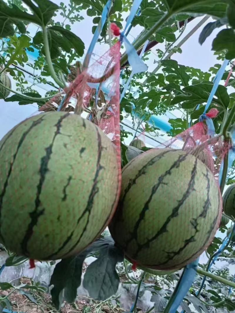 大荔县精品小糖丸上市现摘现发品质保证支持视频看货
