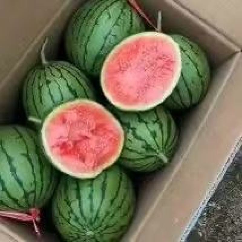 大荔县精品小糖丸上市现摘现发品质保证支持视频看货