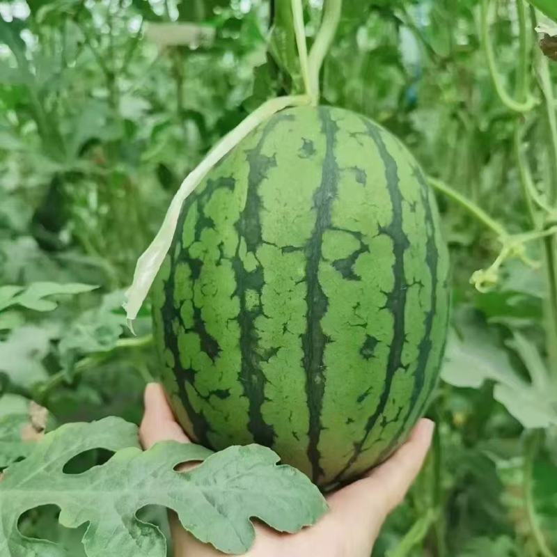 大荔县精品小糖丸上市现摘现发品质保证支持视频看货