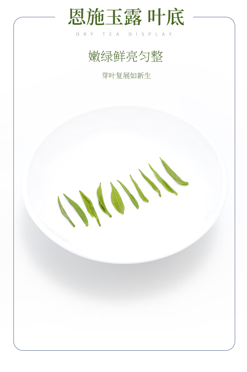 蓝焙恩施玉露茶王