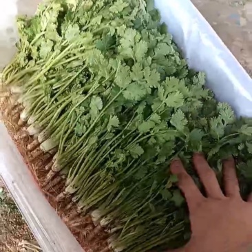河北铁杆香菜，新鲜采摘，量大货优，欢迎采购