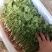 河北铁杆香菜，新鲜采摘，量大货优，欢迎采购