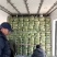 河北铁杆香菜，新鲜采摘，量大货优，欢迎采购