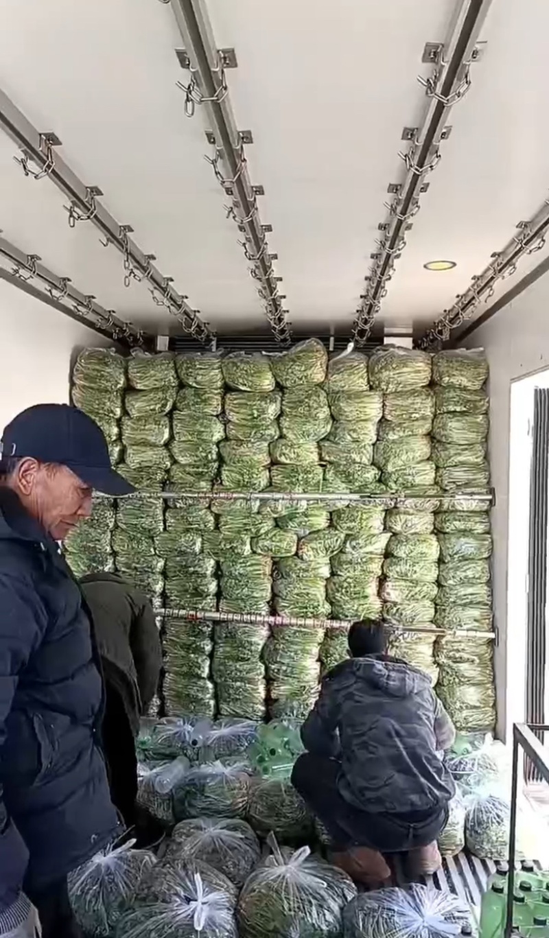 河北铁杆香菜，新鲜采摘，量大货优，欢迎采购
