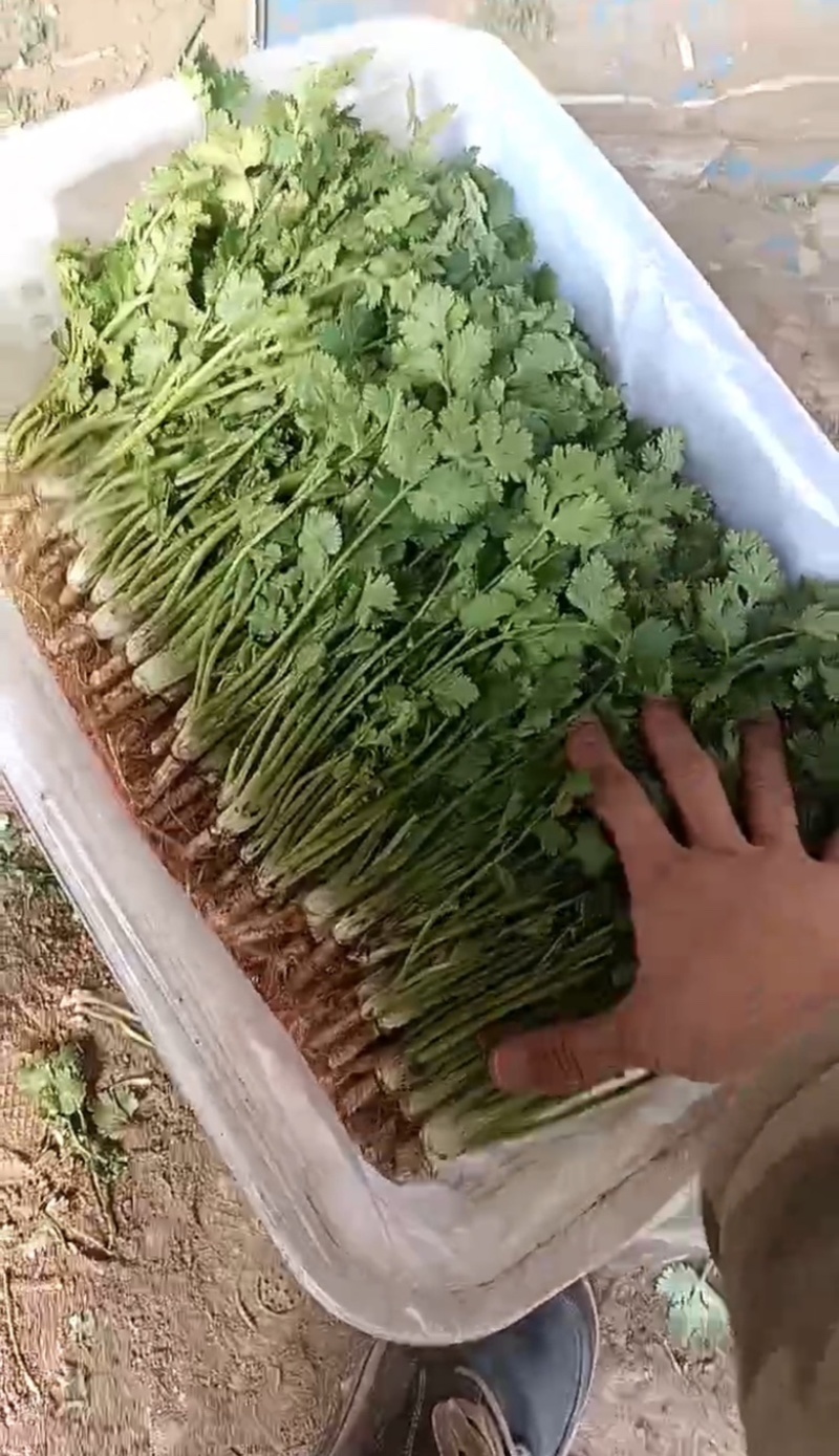 河北铁杆香菜，新鲜采摘，量大货优，欢迎采购
