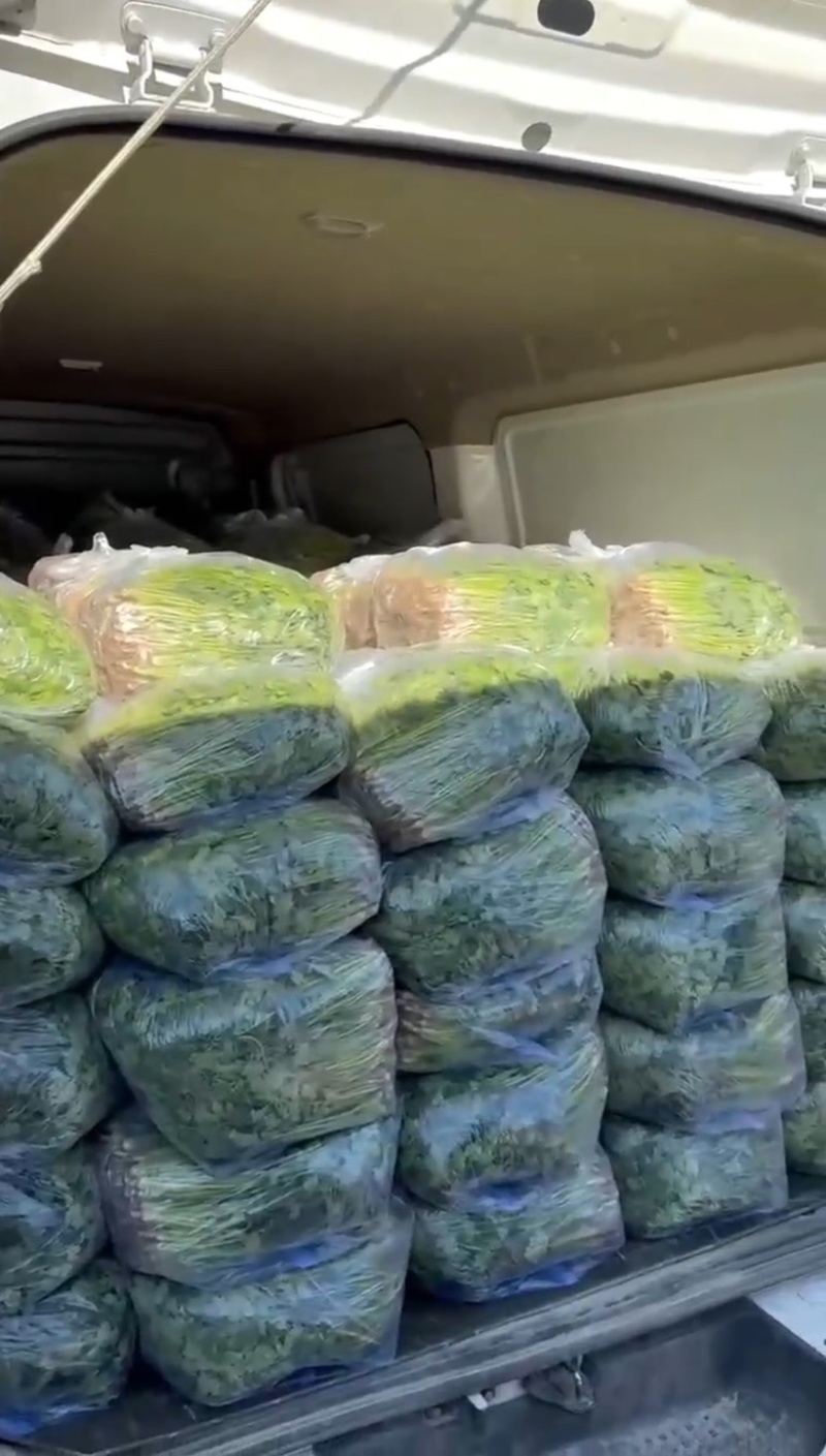 河北铁杆香菜，新鲜采摘，量大货优，欢迎采购