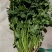 河北铁杆香菜，新鲜采摘，量大货优，欢迎采购