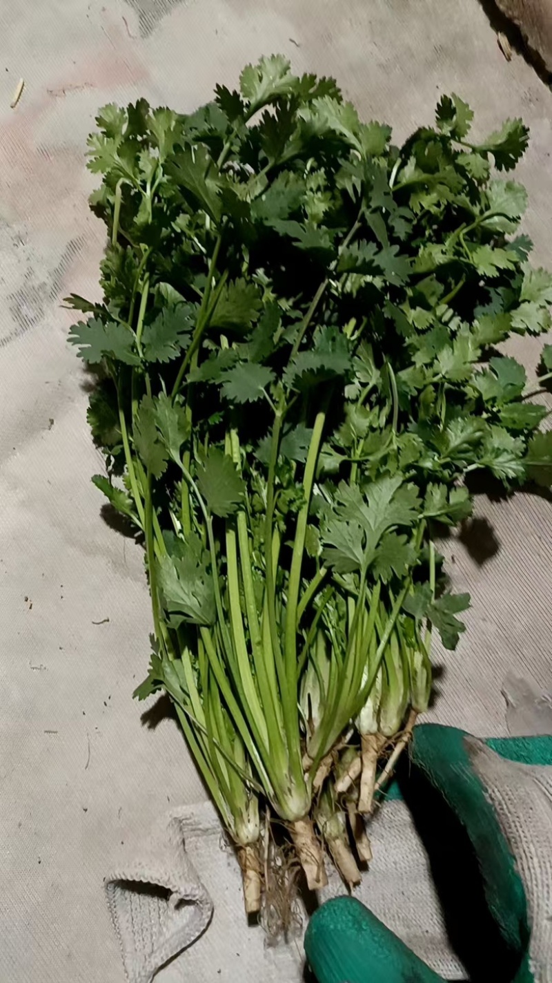 河北铁杆香菜，新鲜采摘，量大货优，欢迎采购