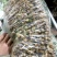 河北铁杆香菜，新鲜采摘，量大货优，欢迎采购
