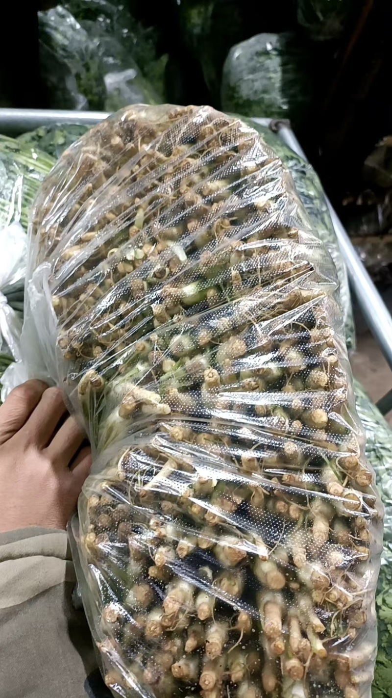 河北铁杆香菜，新鲜采摘，量大货优，欢迎采购