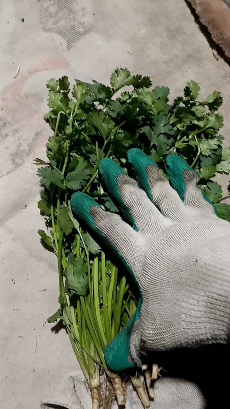 河北铁杆香菜，新鲜采摘，量大货优，欢迎采购