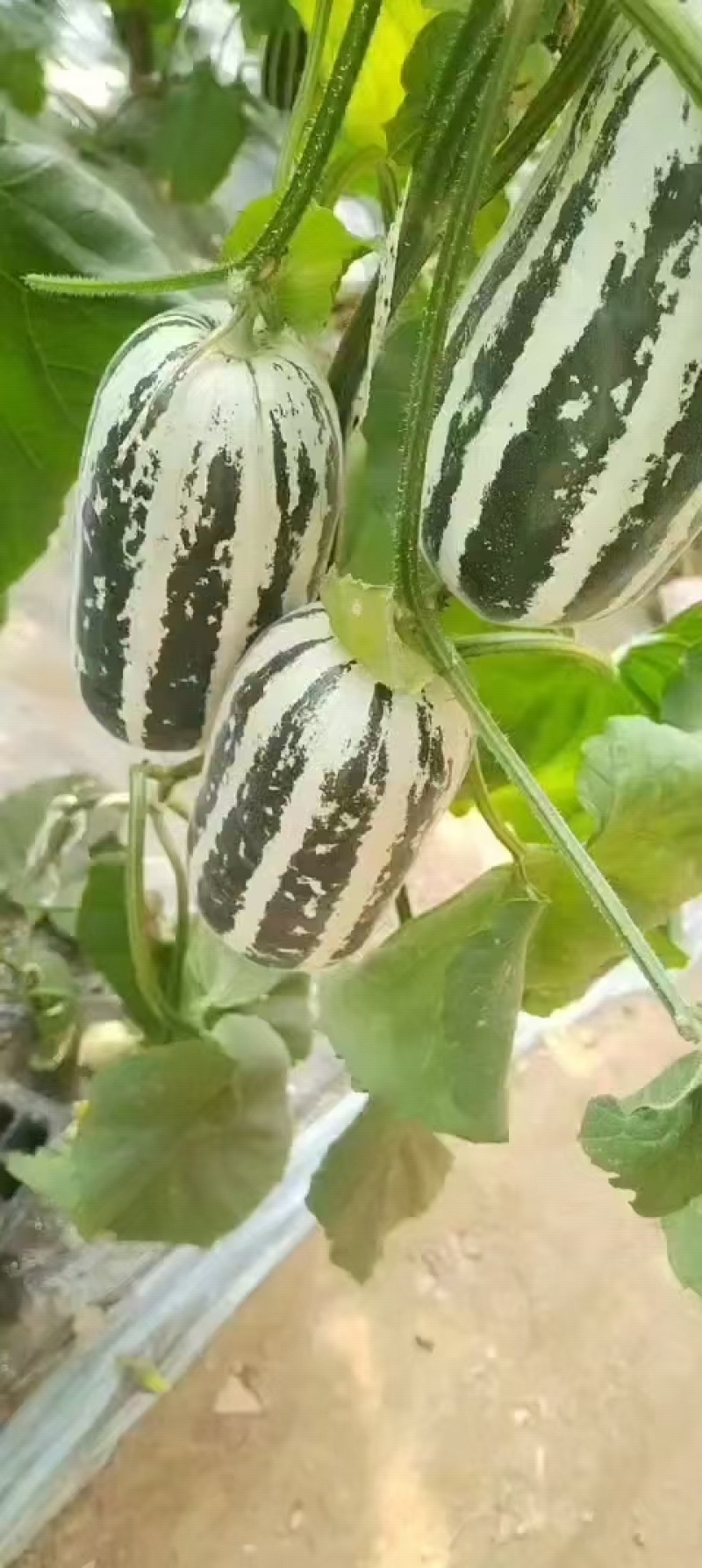 博洋九甜瓜成熟度高条形好质量**7两到一斤