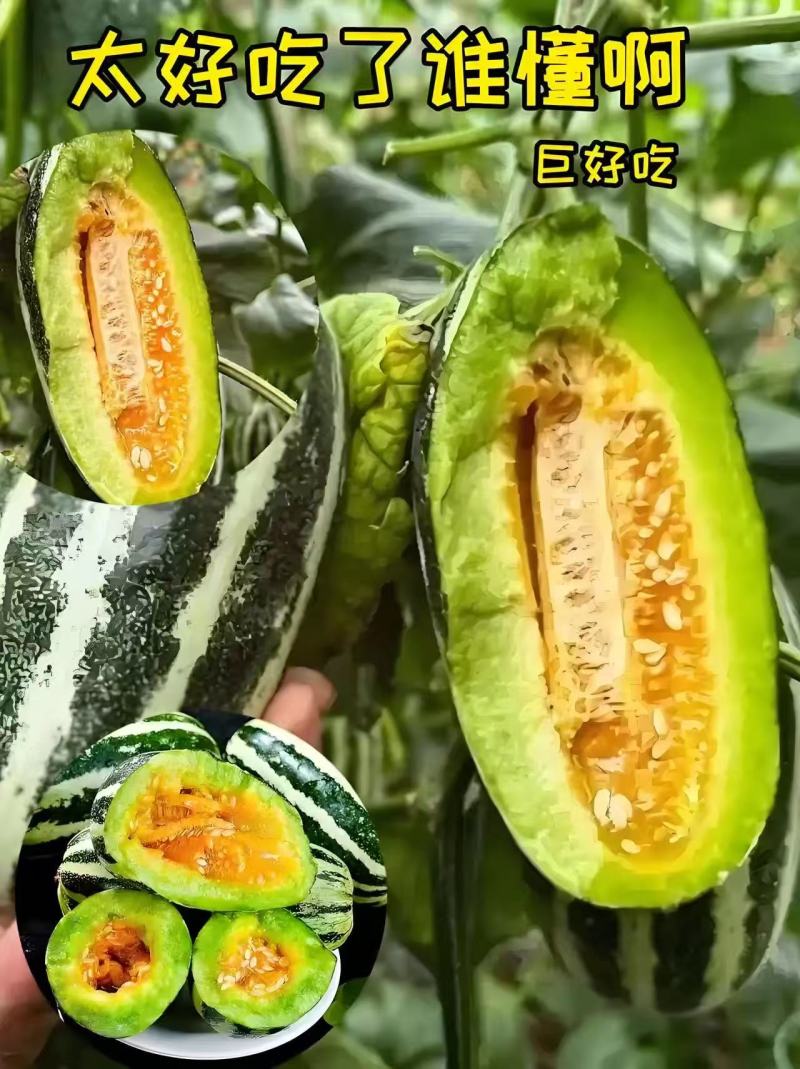 【推荐】潍坊青州博洋九号甜瓜羊角蜜甜瓜质优价廉欢迎来电