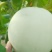 精品玉菇大量有货