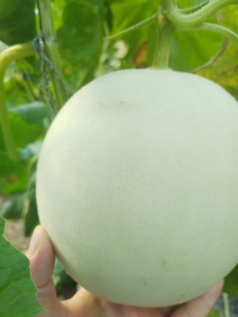 精品玉菇大量有货