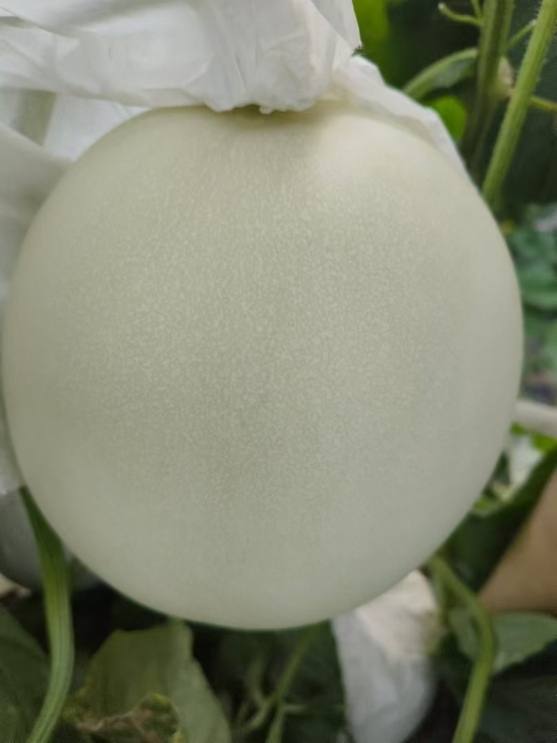 精品玉菇大量有货