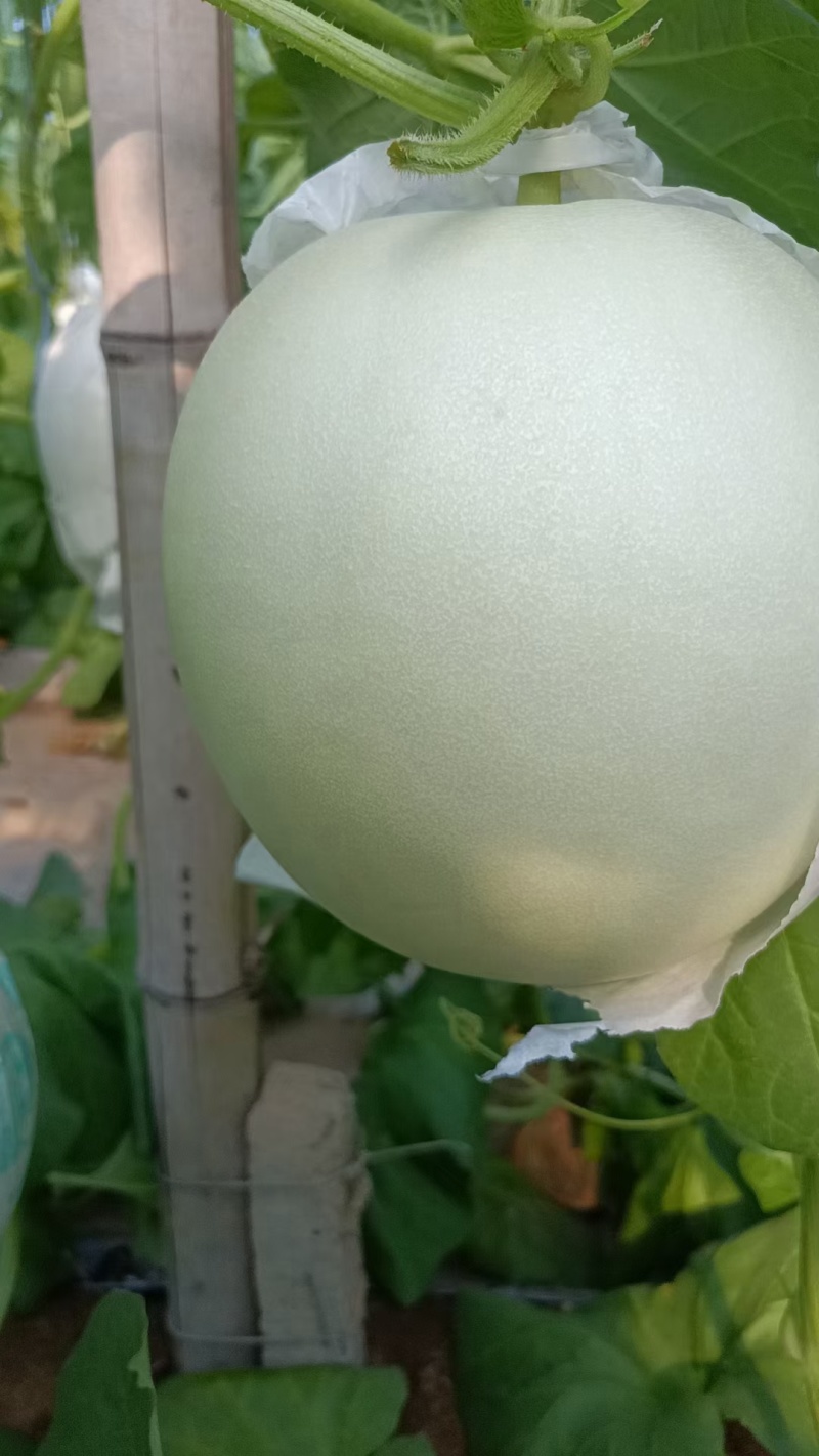 精品玉菇大量有货