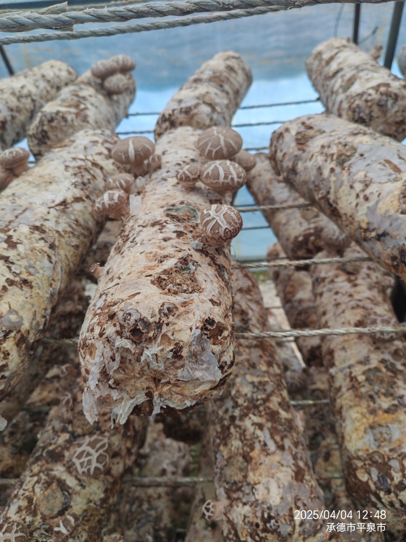 [河北香菇]一手货源，菌菇之乡！量大从优，来实力客商！