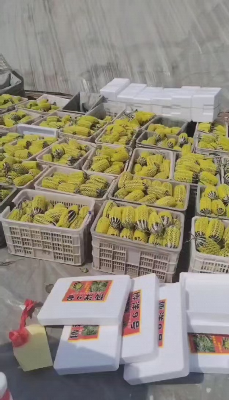 精品博洋九货源充足质量**都是7两到一斤