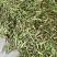 推荐油豆角一点红油豆角货源充足量大从优价格实惠