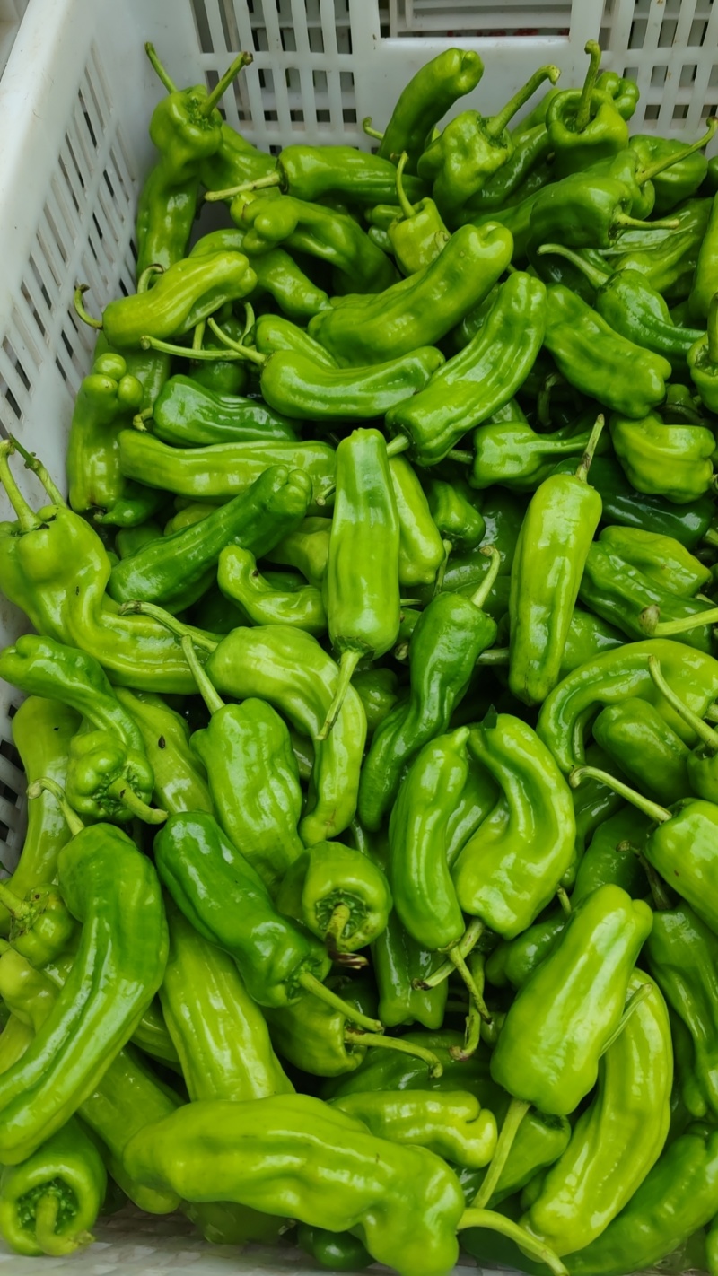 芜湖椒