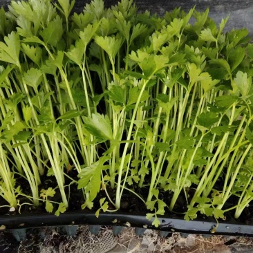 穴盘芹菜苗