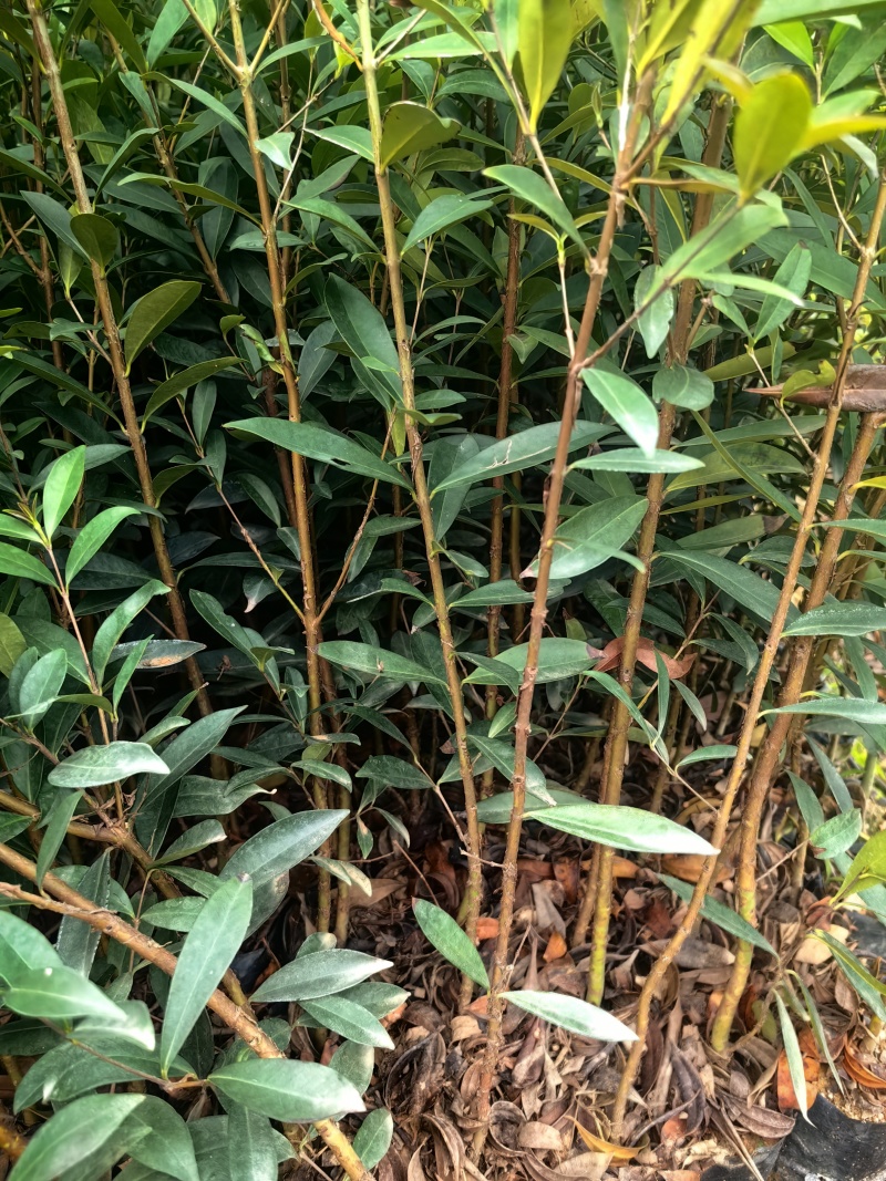 小叶樱桃樱桃树苗绿化苗木大果樱桃产地直发