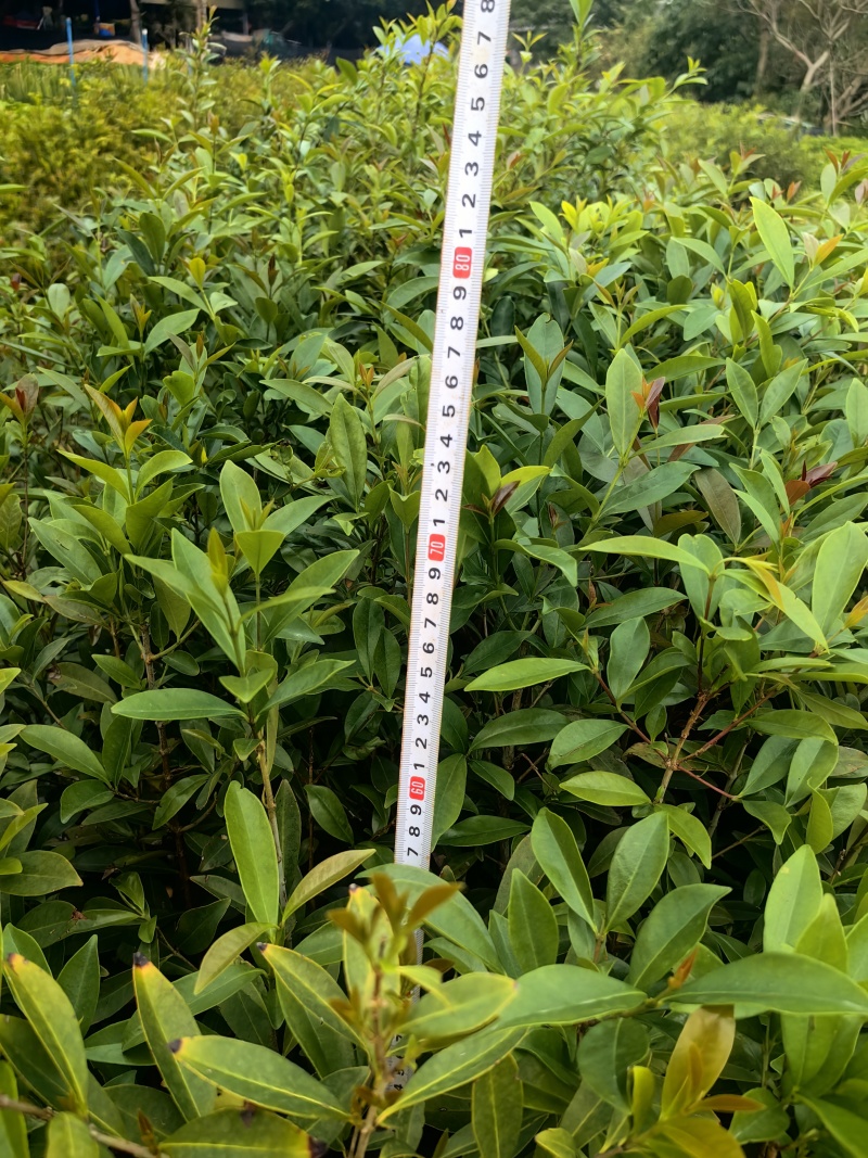 小叶樱桃樱桃树苗绿化苗木大果樱桃产地直发
