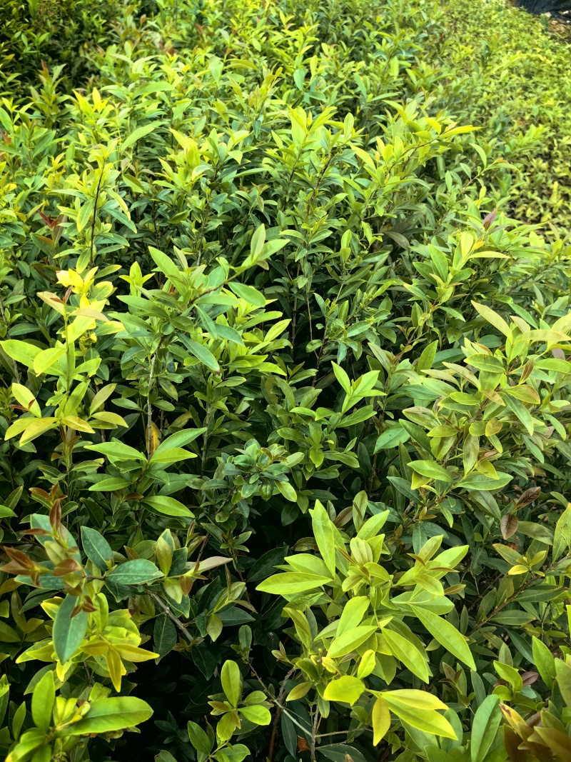 小叶樱桃樱桃树苗绿化苗木大果樱桃产地直发