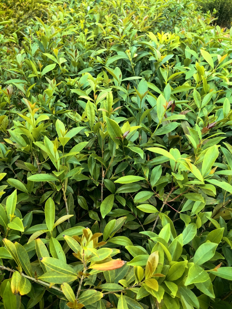 小叶樱桃樱桃树苗绿化苗木大果樱桃产地直发