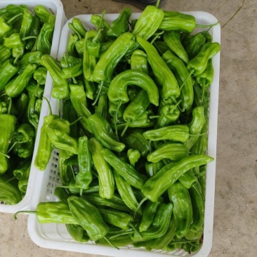 芜湖椒