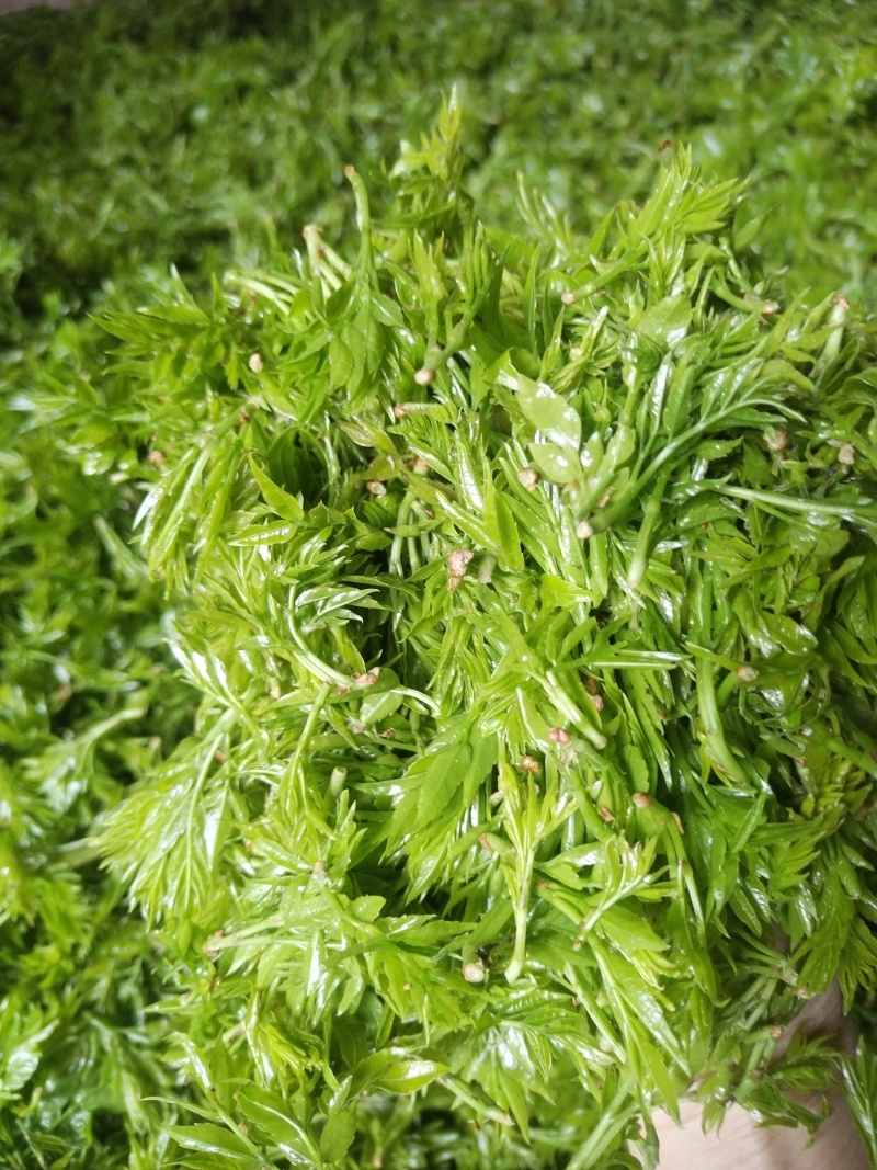 张家界莓茶