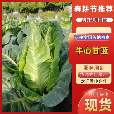 牛心甘蓝牛心包菜大量上市了欢迎各位新老客户老板前来选购