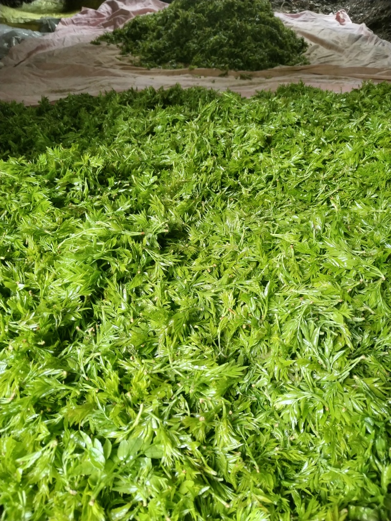 张家界莓茶