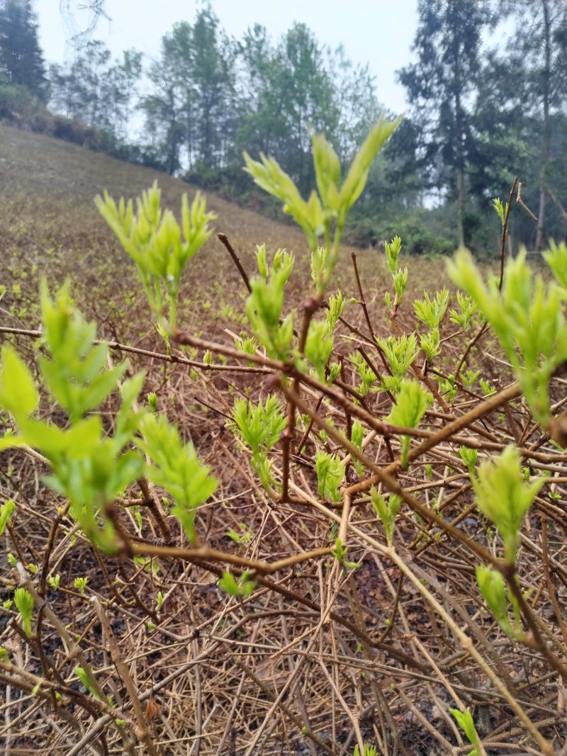 张家界莓茶