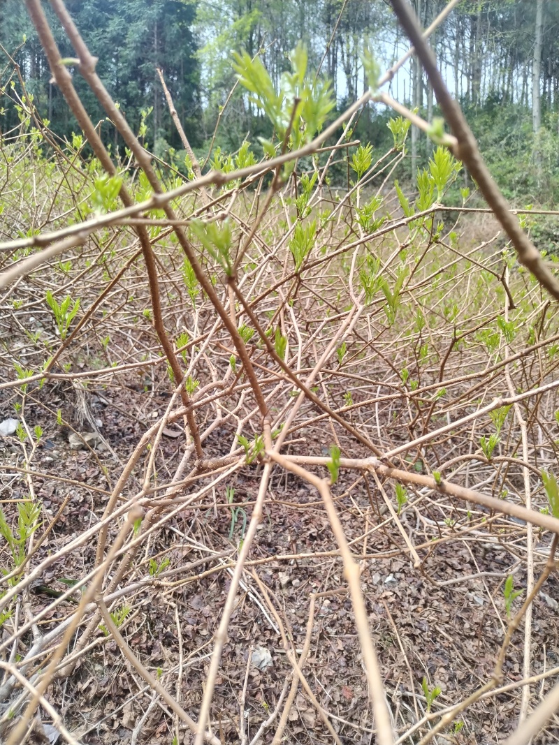 张家界莓茶