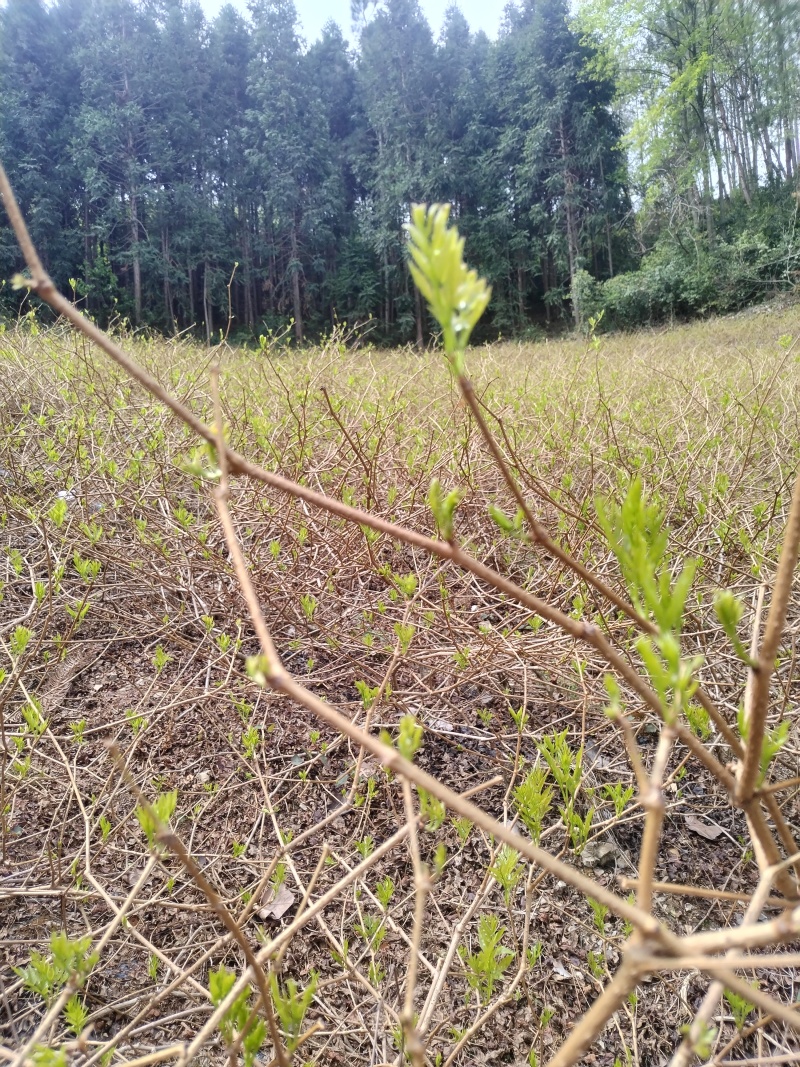 张家界莓茶