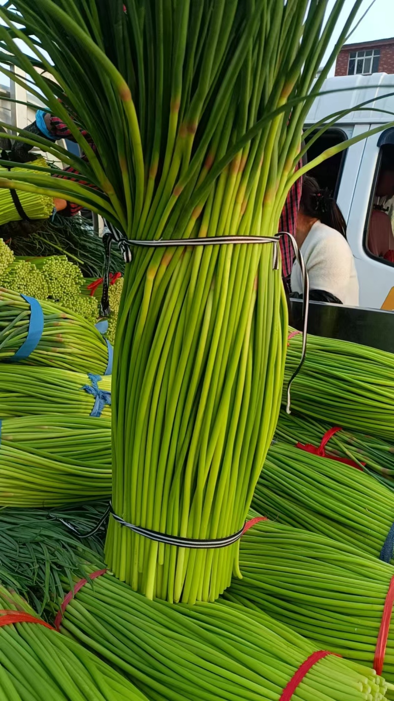 蒜苔红帽蒜薹一手货源价格美丽欢迎来电洽谈
